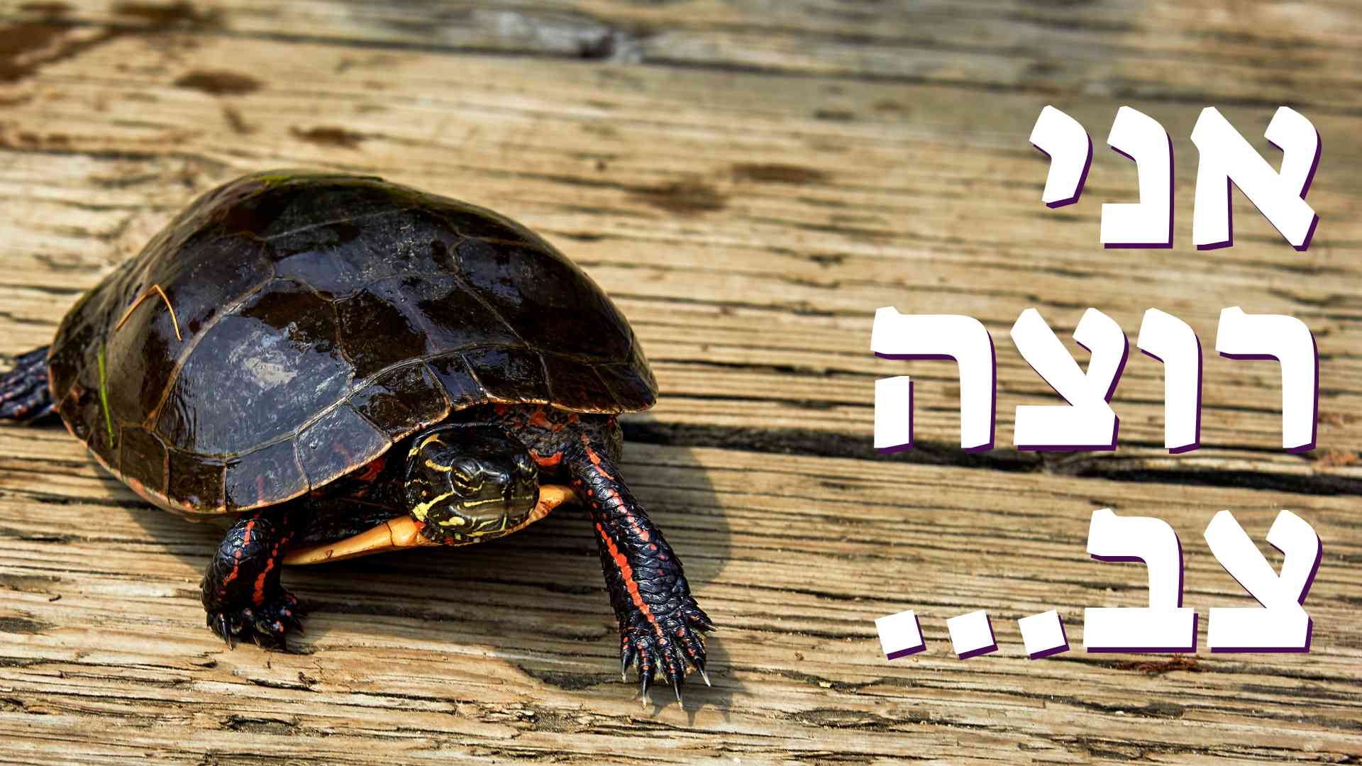אני רוצה צב... - שער ברסלב